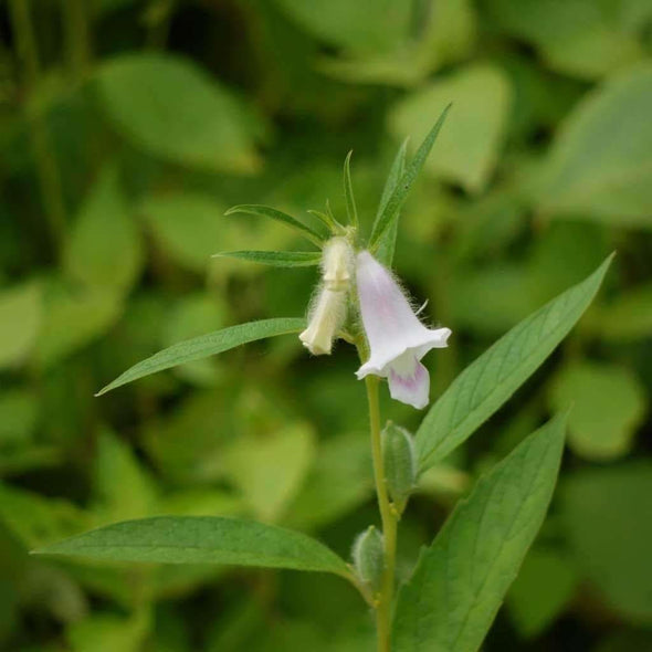 Sesame Common - (Sesamum Indicum) Seeds