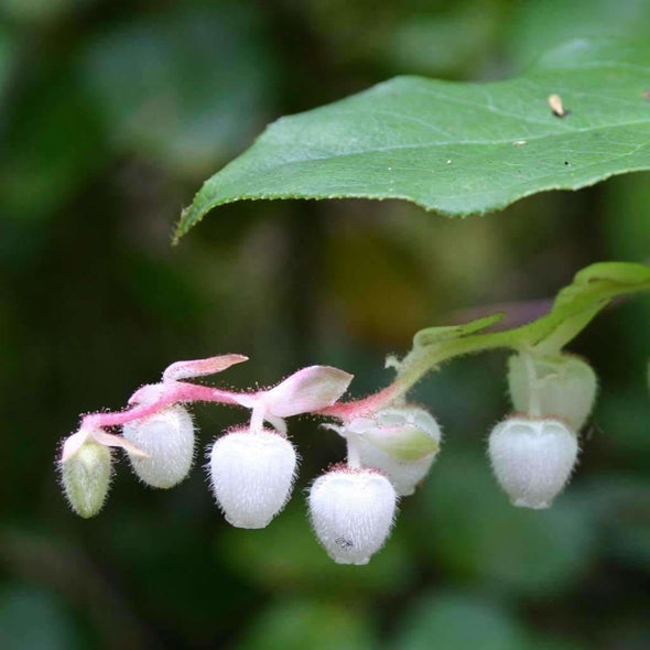 Shallon - (Gaultheria Shallon) Seeds