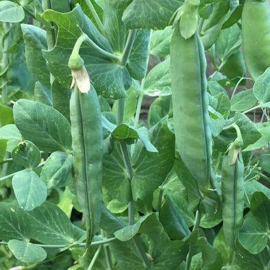Shelling Pea Champion Of England - (Pisum Sativum) Seeds