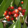 Silver Buffaloberry - (Shepherdia Argentea) Seeds