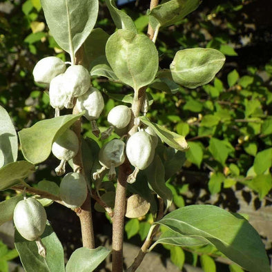Silverberry - (Elaeagnus Commutata) Seeds