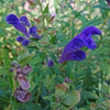 Skullcap Baikal - (Scutellaria Baicalensis) Seeds