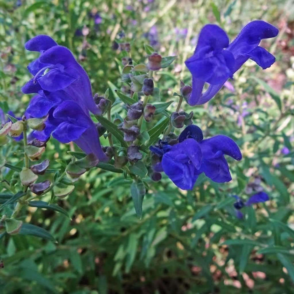 Skullcap Baikal - (Scutellaria Baicalensis) Seeds