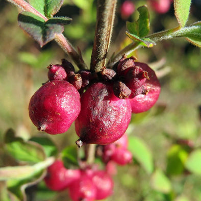 Snowberry - (Symphoricarpos Orbiculatus) Seeds