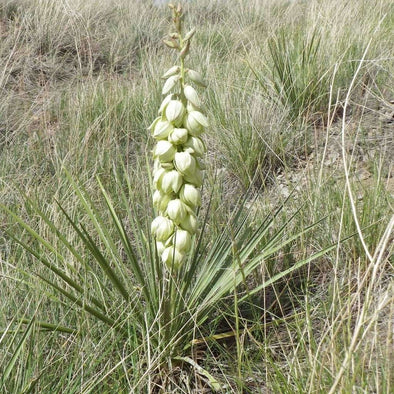 Soapweed Yucca - (Yucca Glauca) Seeds