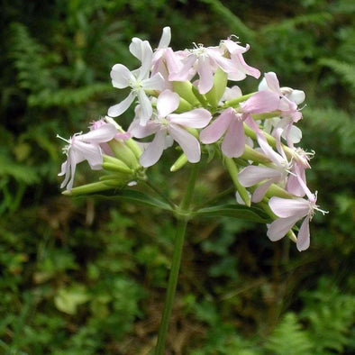 Soapwort - (Saponaria Officinalis) Seeds