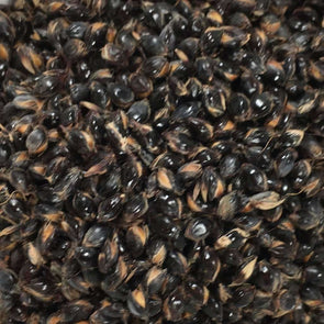 Sorghum Black Amber Cane - (Sorghum Bicolor) Seeds