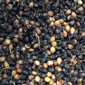 Sorghum (Broom Corn) Texas Black - (Sorghum Bicolor) Seeds