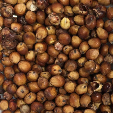 Sorghum Mennonite - (Sorghum Bicolor) Seeds