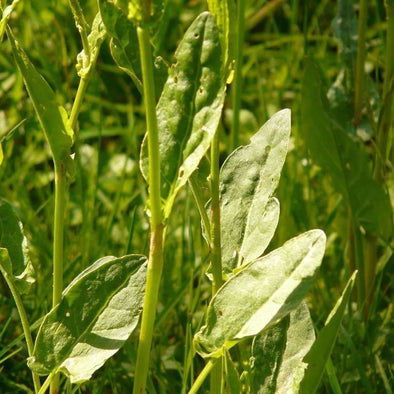 Sorrel Common - (Rumex Acetosa) Seeds