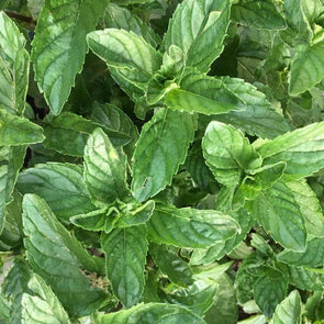 Spearmint - (Mentha Spicata) Seeds