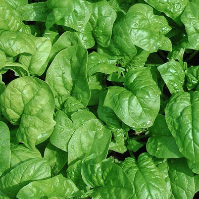 Spinach Butterflay - (Spinacia Oleracea) Seeds