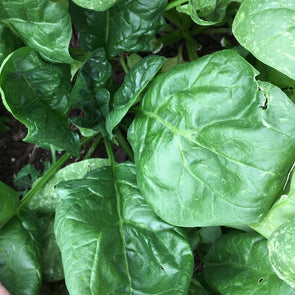 Spinach 'Giant Noble' - (Spinacia oleracea) seeds - amkha-seed.myshopify.com