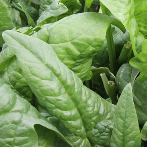 Spinach Giant Winter - (Spinacia Oleracea) Seeds