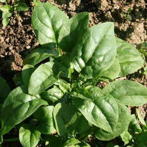 Spinach Verdil - (Spinacia Oleracea) Seeds