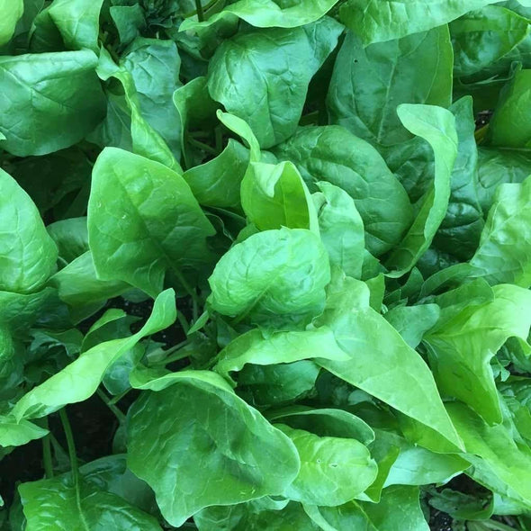 Spinach Viroflay - (Spinacia Oleracea) Seeds