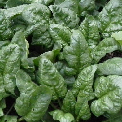 Spinach Winter Bloomsdale - (Spinacia Oleracea) Seeds