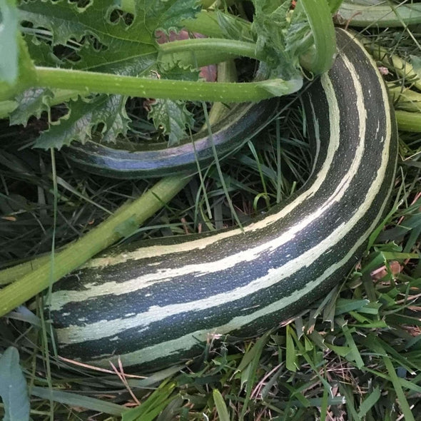 Squash (Summer) Cocozelle - (Cucurbita Pepo) Seeds