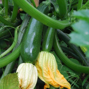 Squash (Summer) Dark Green Zucchini - (Cucurbita Pepo) Seeds