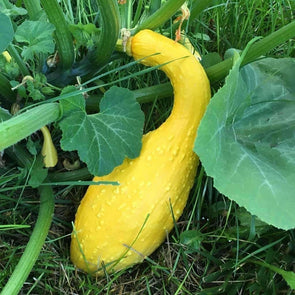 Squash (Summer) Early Summer Crookneck - (Cucurbita Pepo) Seeds