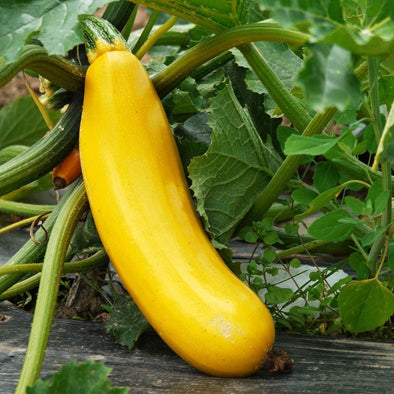Squash (summer) 'Golden Zucchini' - (Cucurbita pepo) seeds - amkha-seed.myshopify.com