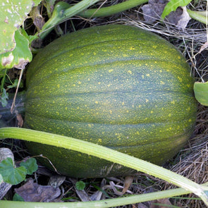 Squash (Summer) Tatume - (Cucurbita Pepo) Seeds