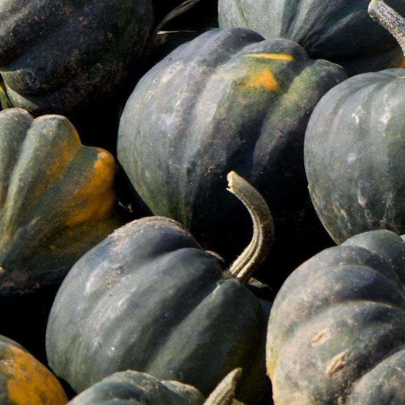 Squash (Winter) Table Queen Acorn - (Cucurbita Pepo Turbinata) Seeds