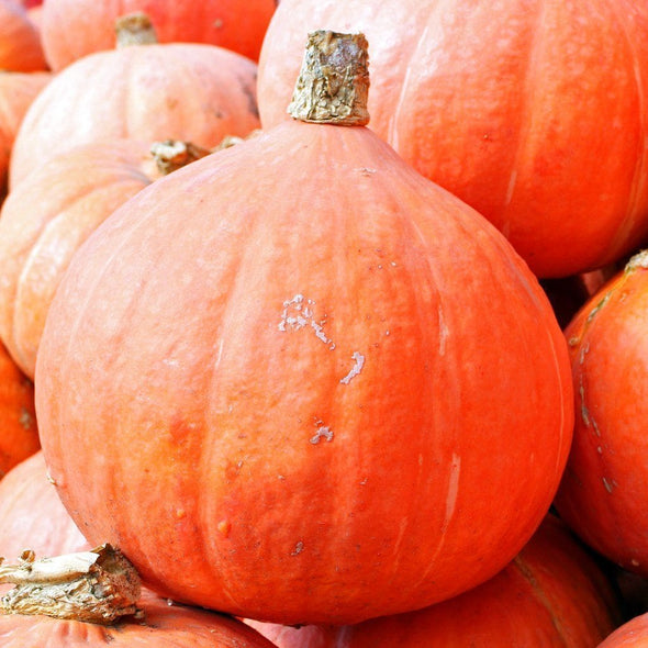 Squash (Winter) Uchiki Kuri - (Cucurbita Maxima) Seeds