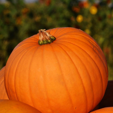 Squash (Winter/pumpkin) Connecticut Field Pumpkin - (Cucurbita Pepo) Seeds