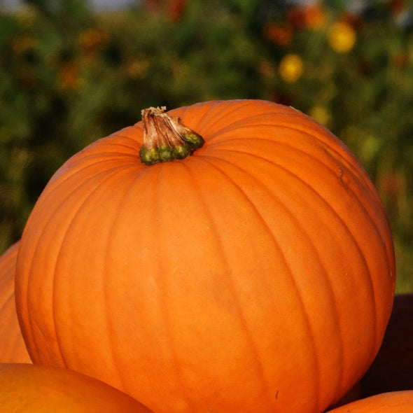 Squash (Winter/pumpkin) Connecticut Field Pumpkin - (Cucurbita Pepo) Seeds