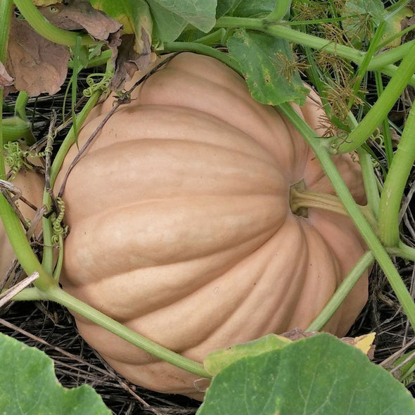 Squash (winter/pumpkin) 'Long Island Cheese' - (Cucurbita moschata) seeds - amkha-seed.myshopify.com