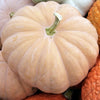 Squash (winter/pumpkin) 'Long Island Cheese' - (Cucurbita moschata) seeds - amkha-seed.myshopify.com