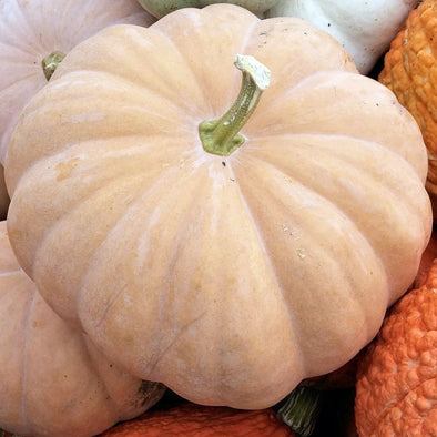 Squash (winter/pumpkin) 'Long Island Cheese' - (Cucurbita moschata) seeds - amkha-seed.myshopify.com