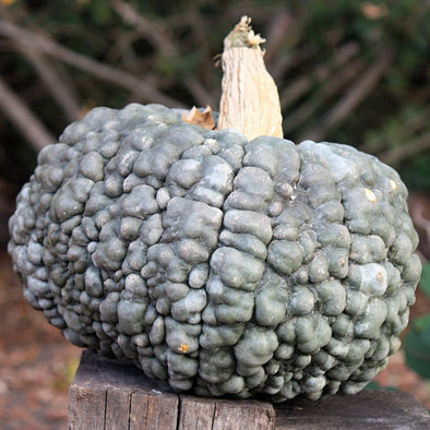 Squash (Winter/pumpkin) Marina Di Chioggia - (Cucurbita Maxima) Seeds
