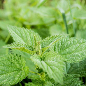 Stinging Nettle - (Urtica Dioica) Seeds