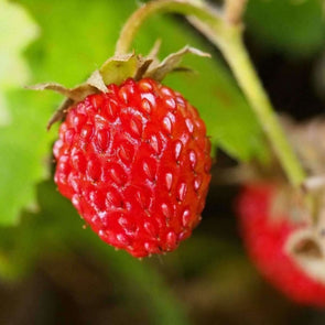Strawberry (Alpine) - Baron Solemacher - (Fragaria Vesca) Seeds