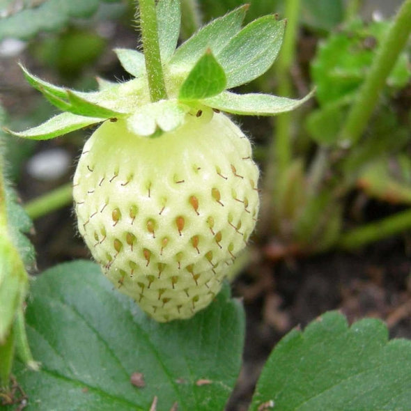Strawberry (Alpine) White Soul - (Fragaria Vesca) Seeds