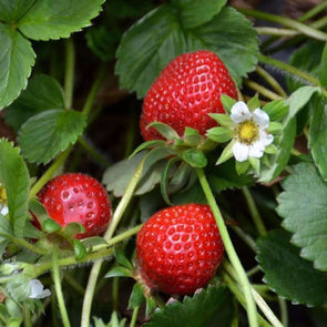 Strawberry (Garden) One Time - (Fragaria Ananassa) Seeds
