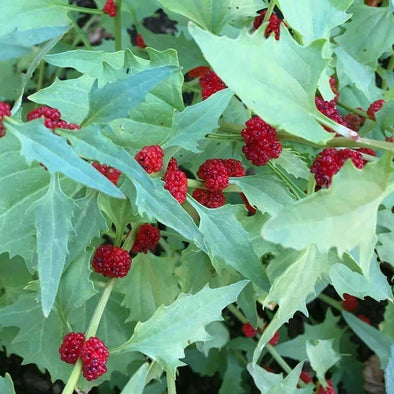 Strawberry Goosefoot - (Chenopodium Foliosum) Seeds