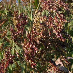 Sudangrass Piper - (Sorghum X Drummondii) Seeds