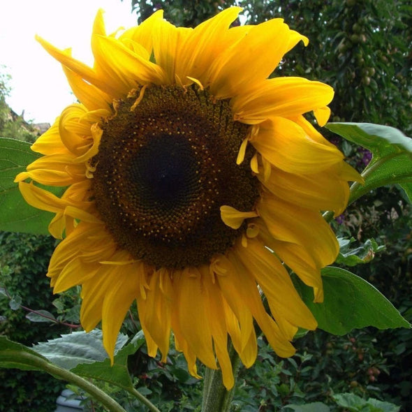 Sunflower Black Russian - (Helianthus Annuus) Seeds