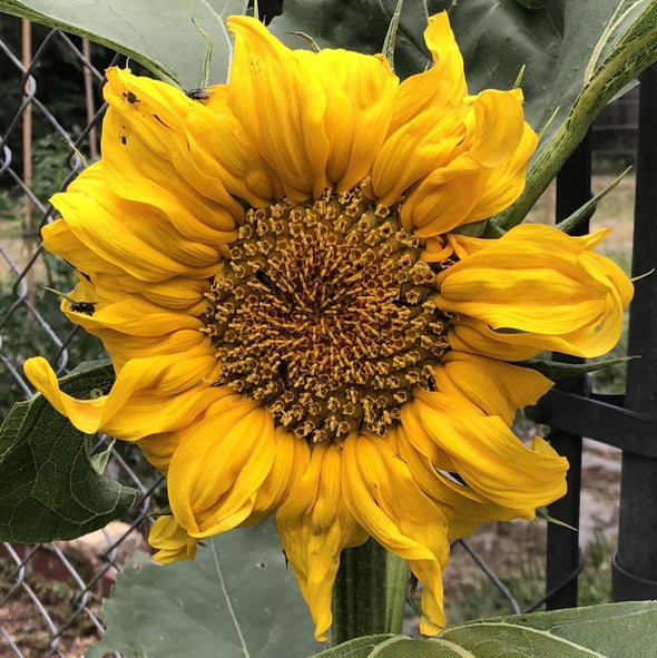 Sunflower Mammoth Grey Stripe - (Helianthus Annuus) Seeds