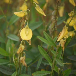 Sunn Hemp - (Crotalaria Juncea) Seeds