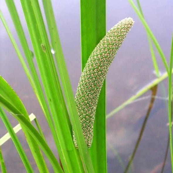 Sweet Flag - (Acorus Americanus) Seeds