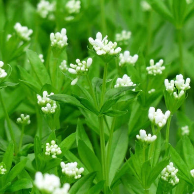 Sweet Woodruff - (Galium Odoratum) Seeds