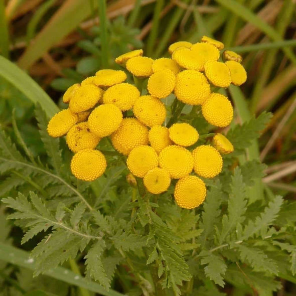 Tansy Common - (Tanacetum Vulgare) Seeds