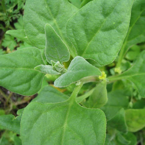 Tetragon - (Tetragonia Tetragonioides) Seeds