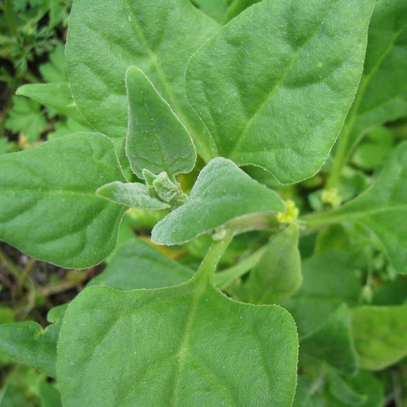 Tetragon - (Tetragonia Tetragonioides) Seeds
