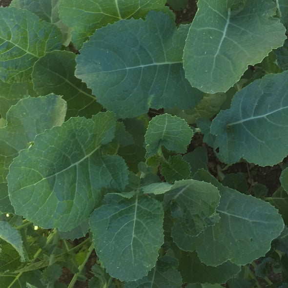 Texsel Greens - (Brassica Carinata) Seeds