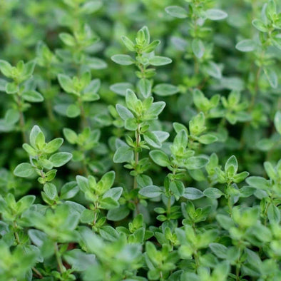 Thyme Common - (Thymus Vulgaris) Seeds